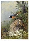 Cock and Hen Redstarts by Archibald Thorburn